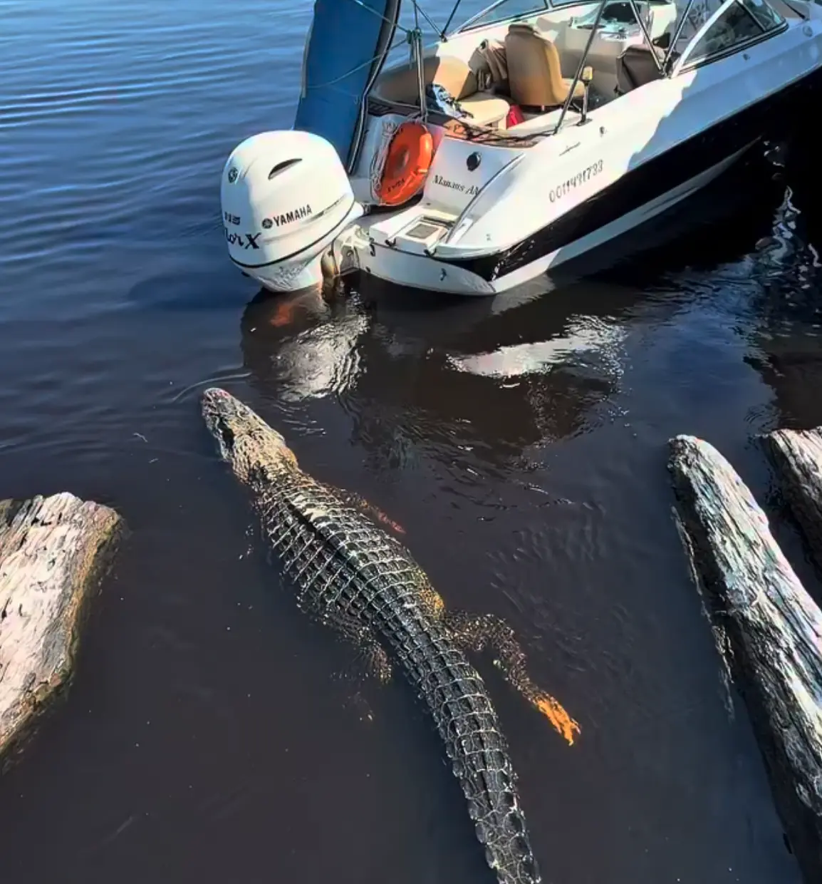 Jacaré aparece ao lado de barco com turistas no Amazonas